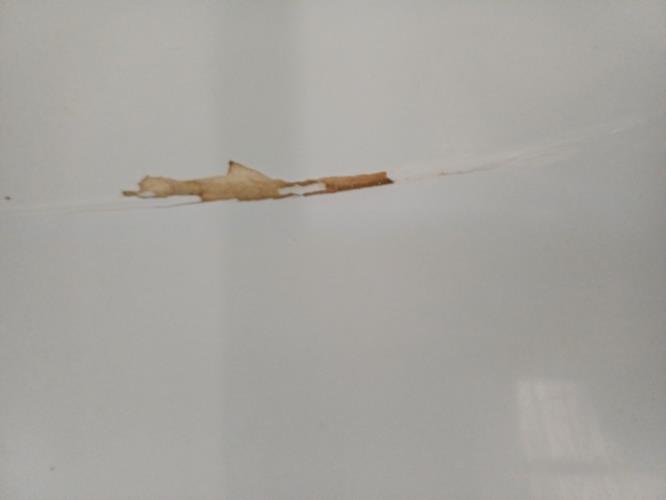 Second-hand Fisher & Paykel 411L Top Mount Fridge - Photo 11)